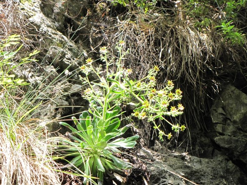 Saxifraga mutata / Sassifraga mutata